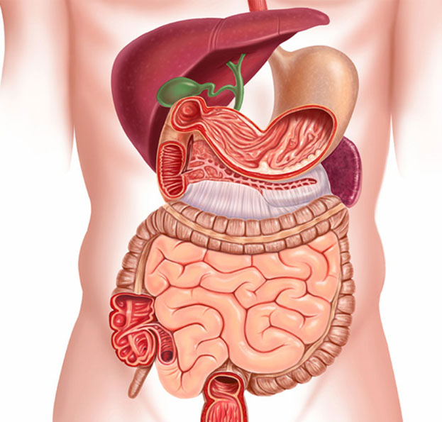 Gastroentrology